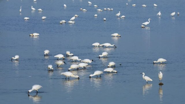 Black-faced spoonbills are looking for food in the water close to little egrets and great egrets