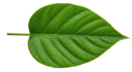 Obraz premium Tropical green leaf, isolated object on transparent background, realistic botanical detail, commercial use