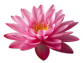 Pink Lotus Flower Isolated Background Illustration