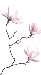 Obraz premium Pink Magnolia Flowers Illustration Isolated Background