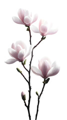 Obraz premium Pink Magnolia Flowers Illustration Isolated Background