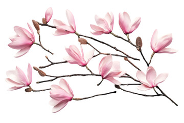 Obraz premium Pink Magnolia Flowers Illustration Transparent Background