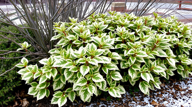 Variegated aucuba japonica in winter landscape with bare branches, evergreen shrubs, aucuba japonica, plant details