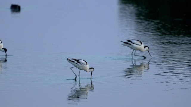 Pied avocet looking for food in the water.