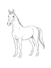 Obraz premium Line sketch of the horse.