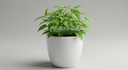 Fototapeta premium Small morning plant in a white ceramic pot with dew drops, isolated on transparent background, bright lighting, realistic detail”
