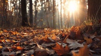 Autumn Landscape with Fallen Leaves and Sun Flare at Dusk