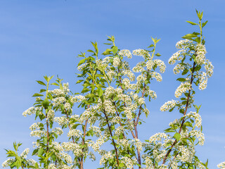 Apple tree branches with white flowers on a background of blue clear sky.