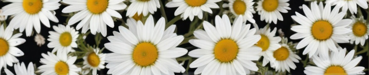 Isolated chamomile sprig, vivid white petals, against pure white  ,  simple,  chamomile,  white