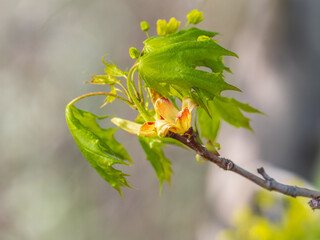 Blooming Norway Maple, Acer platanoides, in beautiful light