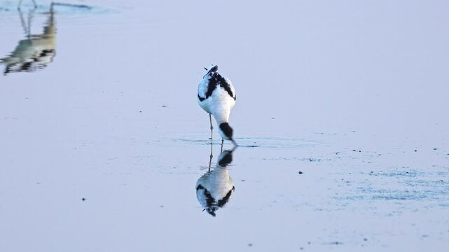 Pied avocet looking for food in the water and the reflection of the bird.