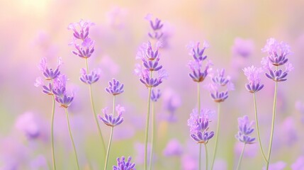 Fototapeta premium Delicate Purple Lavender Flowers, Soft Spring Background, Fragrant Floral Nature Scene