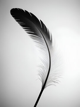 Pluma negra , fondo negro y blanco con telas , luz de estudio lente F1.8