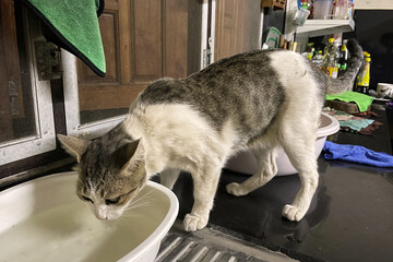 Old gray white cat drink water from a bowl in home. 