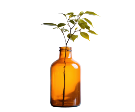 Natural growth in amber bottle for home decor concept