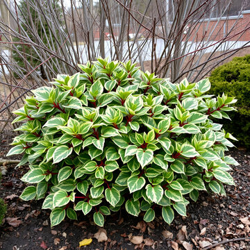 Variegated aucuba japonica in winter landscape with bare branches, , ornamental shrubs