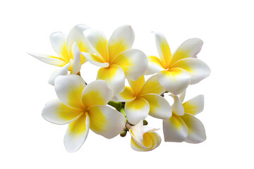 frangipani flower isolated on white background transparent 