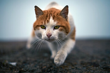 Cat stalking prey on urban ground