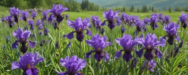 Obraz premium Busy bees gather nectar from vibrant purple irises in a lush green meadow , landscape, blossom, field