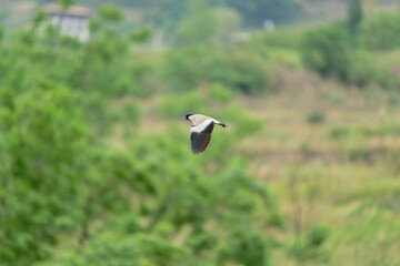 Bird in flight