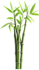 Realistic Illustration Of Bamboo Plant With Transparent Background