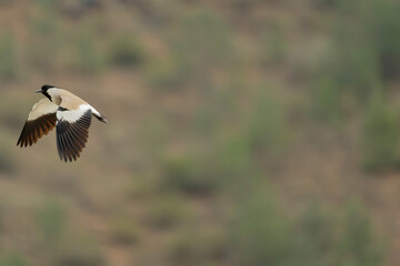 Bird in flight