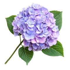 Vibrant hydrangea bloom with delicate purple and pink hues surrounded by lush green leaves