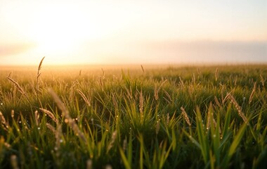 Fototapeta premium wheat field at sunset
