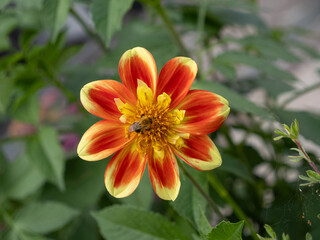 Close-Up of a Busy Bee on a Vibrant Red and Yellow Dahlia