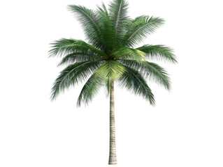 Realistic Isolated Palm Tree Illustration