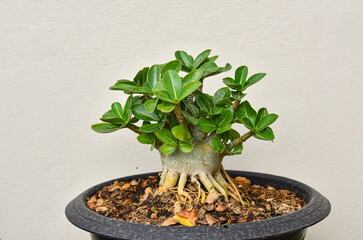 Adenium Bonsai