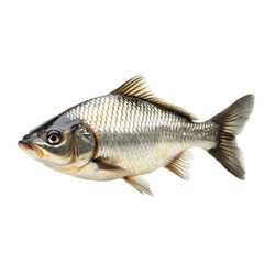 Fototapeta premium Bream Fish isolated on transparent background cutout element