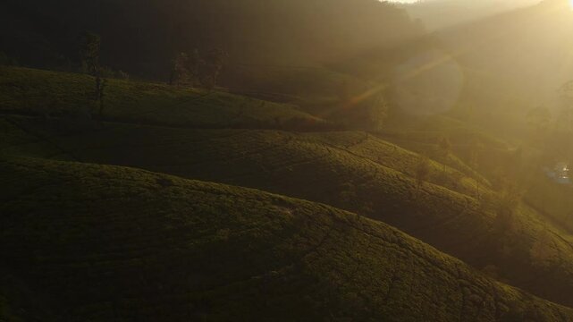 Aerial drone view of the scenic road through stunning mountains hills and green tea plantations. High-quality 4k drone video. Green tea fields for vloggers' travel videos or advertising eco-friendly