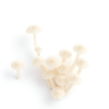 Spores isolated on white