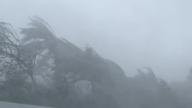 Major Hurricane Eyewall Wind And Torrential Rain Lash Palm Trees - Haikui