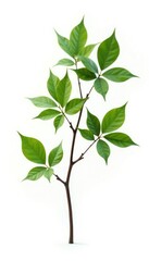 Fototapeta premium A single branch with a lot of leaves and twigs isolated on white background, nature, twiggy