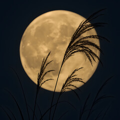 満月とススキ