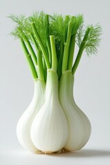 Freshly harvested fennel bulbs with vibrant green fronds arranged for culinary presentation