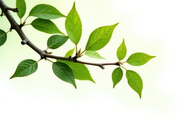 Naklejka premium Branches with buds and leaves isolated on white background, plant, buds, tree trunks