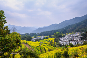 Beautiful Yellow Mustard Fields and White Villages in Mountain Valley
