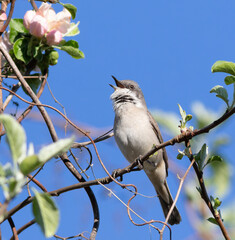 Lesser whitethroat, Sylvia curruca. A bird sits on the branch of a blossoming apple tree and sings
