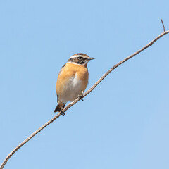 Whinchat, Saxicola rubetra. A bird sits on a plant stem against the sky