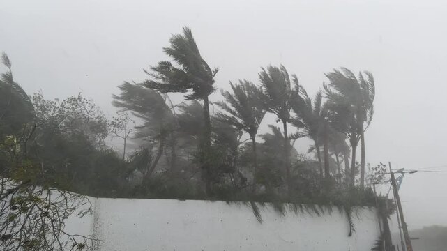 Palm Trees Thrashing In Powerful Major Hurricane Winds - Haikui