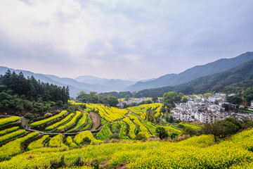Stunning Yellow Mustard Fields in a Mountainous Village