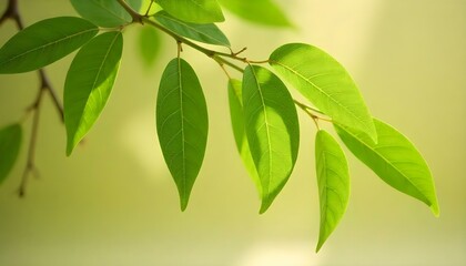 Fototapeta premium green leaves of avocado tree behind glass on beige
