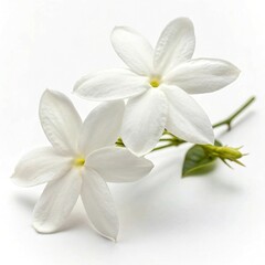 Fototapeta premium white frangipani flower
