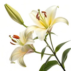 Fototapeta premium white lily flower