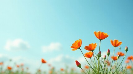 Naklejka premium Vibrant Orange Blossoms Reaching for a Sunny Sky, a Delightful Pastoral Scene of Nature's Beauty