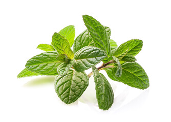 Mint leaves in closeup on white background