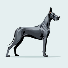 Great Dane, dog, pet, handmade drawing vector illustration, poster, banner, isolated on background